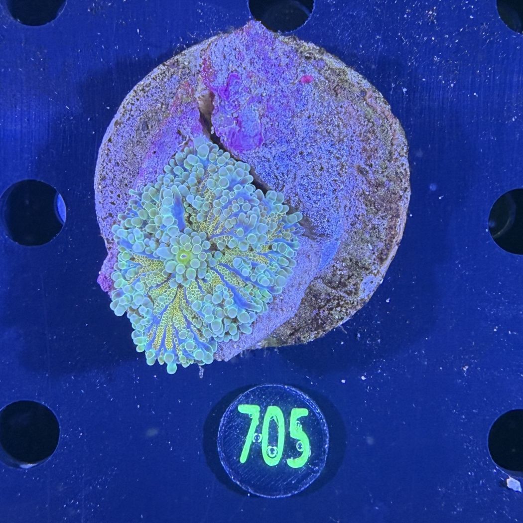 Ricordea sp. WYSIWYG 0705