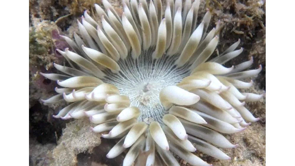 Phymanthus spec. - Sandanemone