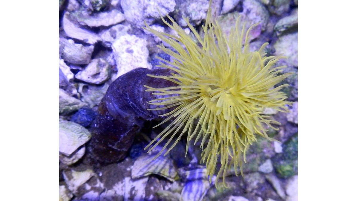 Sabellastarte sp. - Röhrenwurm Gelb