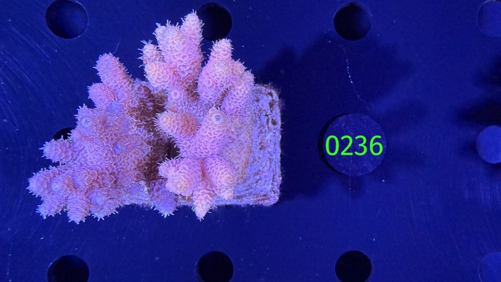 Acropora sp. WYSIWYG 0236