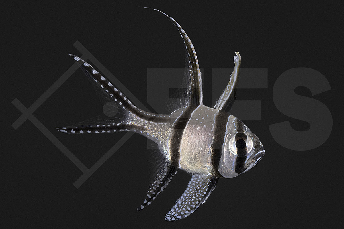 Pterapogon kauderni - Banggai Kardinalbarsch