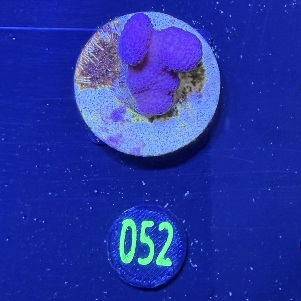 Stylophora pistillata - Fingerkoralle pink Deutsche Nachzucht 0052