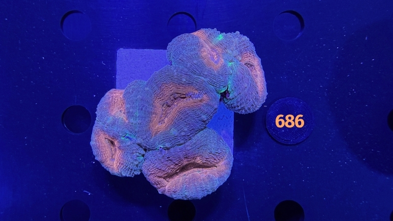 Lobophyllia sp. WYSIWYG 0686