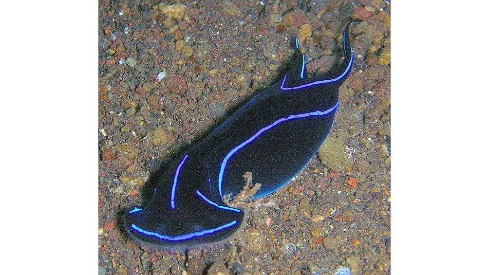 Chelidonura varians - Veränderliche Kopfschildschnecke