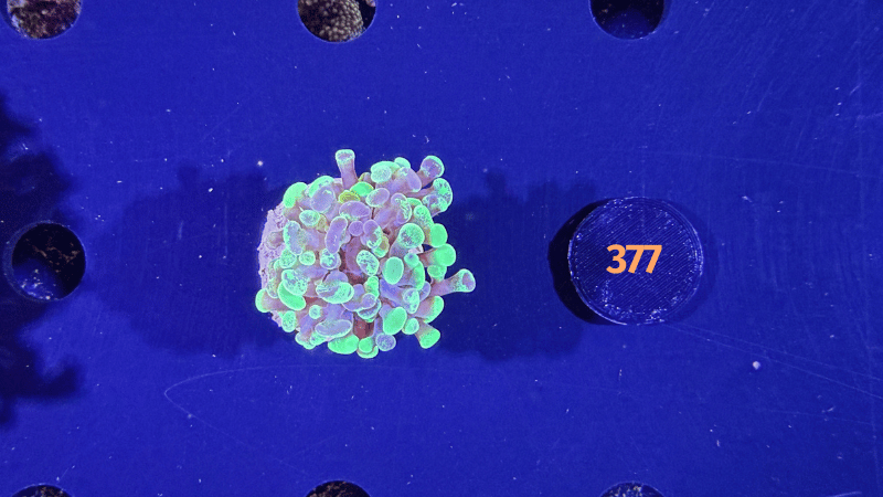 Euphyllia paraancora "Two Tone" Deutsche Nachzucht 0377
