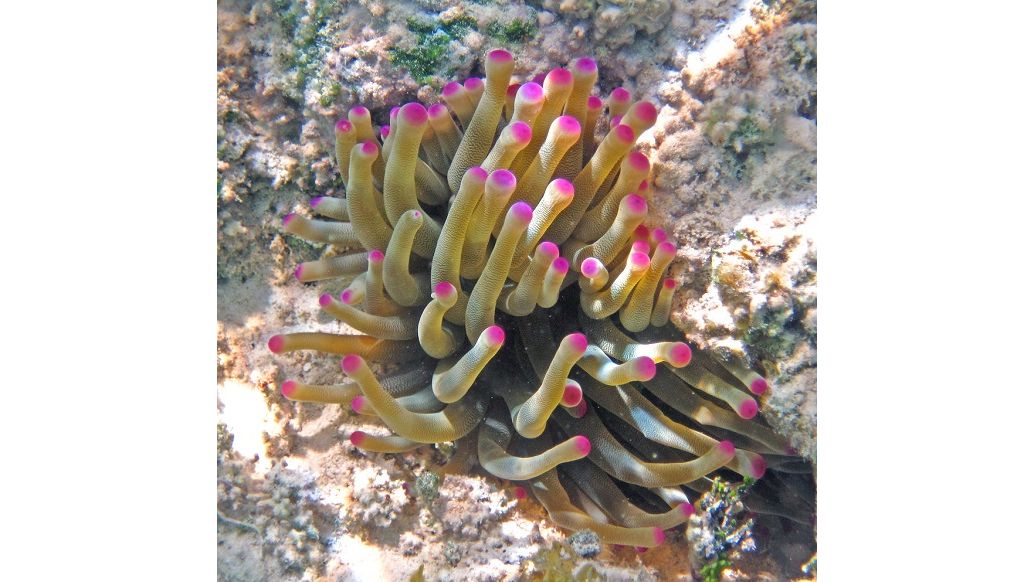 Condylactis gigantea - Karibische Goldrose