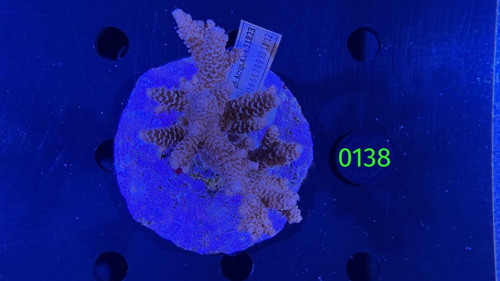 Acropora sp. WYSIWYG 0138