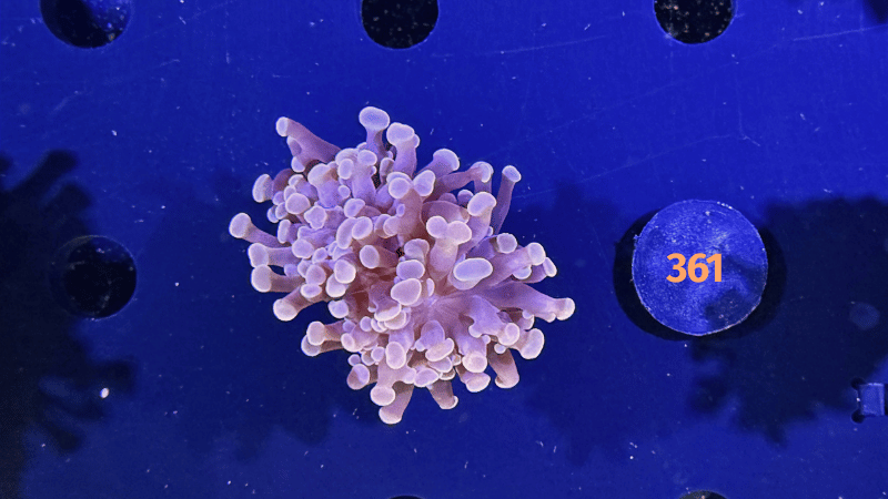 Euphyllia paraancora "dark Rose" 0361