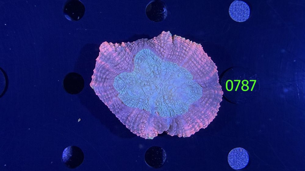 Trachyphyllia geoffroyi WYSIWYG 0787