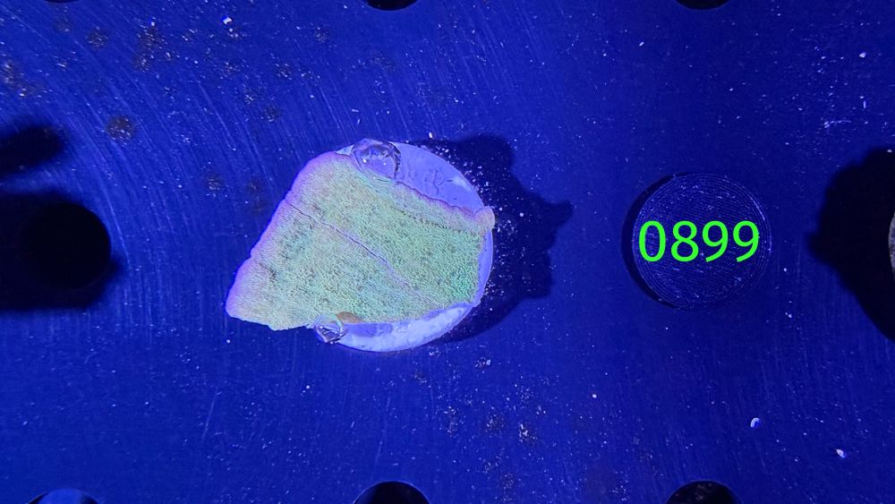 Montipora delicatula - Montiplatte "grün/lila" PPNZ 0899