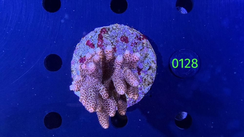 Acropora sp. WYSIWYG 0128