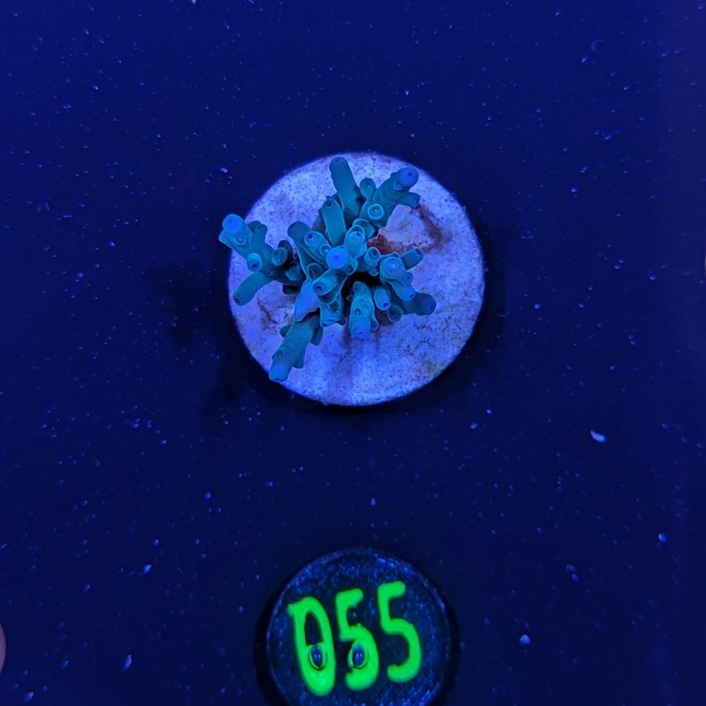 Acropora echinata - Steinkoralle Blau Deutsche Nachzucht 0055
