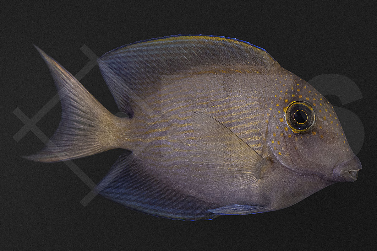 Ctenochaetus striatus - Längsstreifen Borstenzahn Doktorfisch