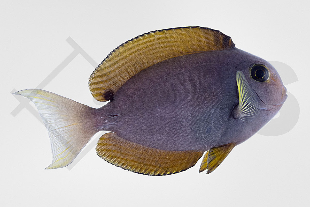 Acanthurus nubilus - Nadelstreifen Doktorfisch