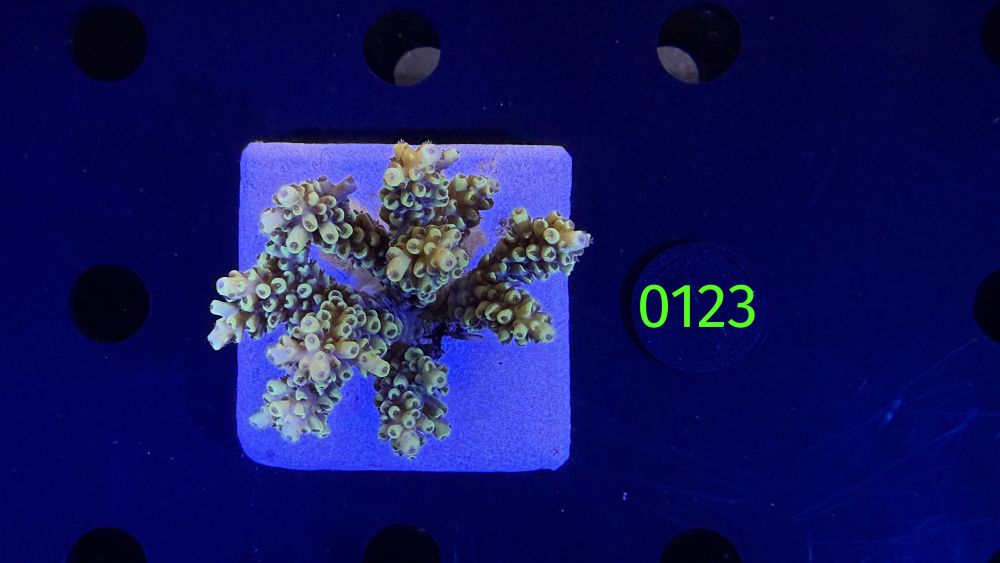 Acropora sp. WYSIWYG 0123