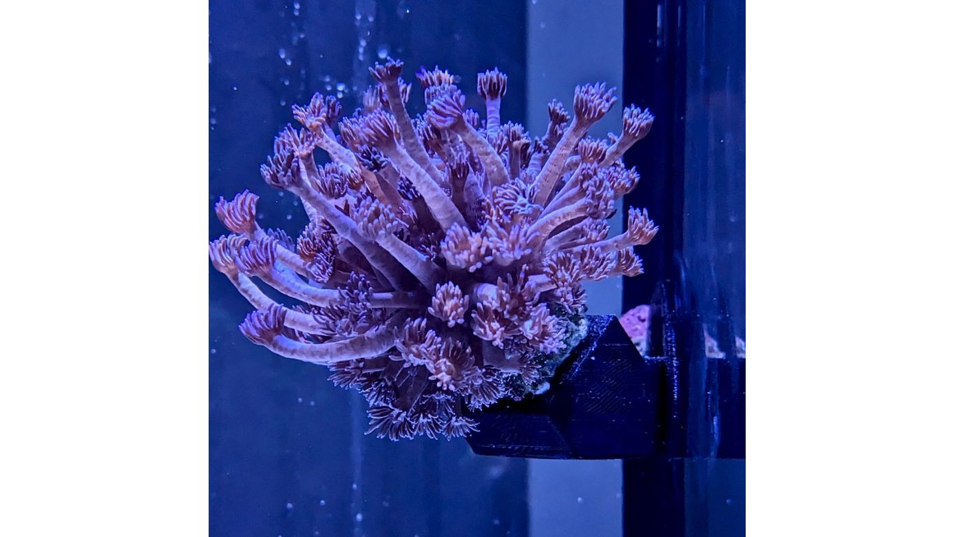 *NEU* PlanktonPlus Flying Corals Korallenhalter (Rückwand gerade)