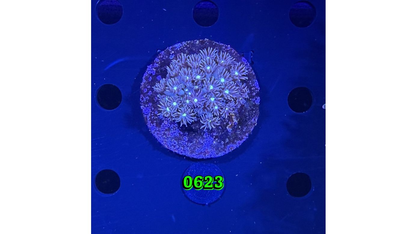 Goniopora sp. WYSIWYG 0623