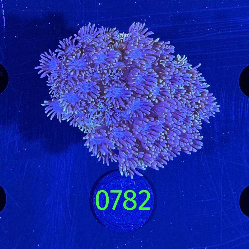 Goniopora sp. WYSIWYG 0782