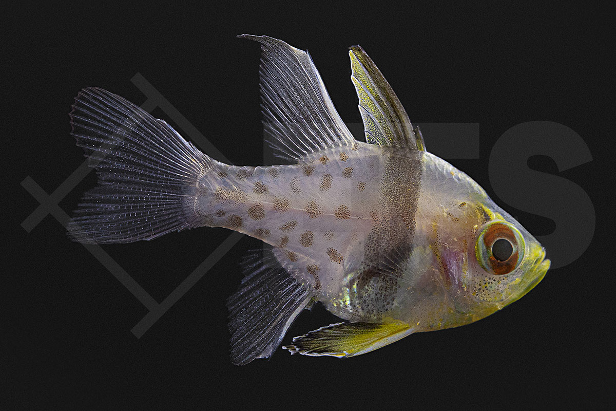 Sphaeramia nematoptera - Pyjama Kardinalbarsch