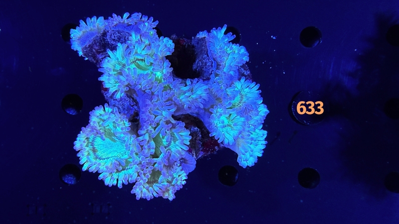 Catalaphyllia jardinei WYSIWYG 0633