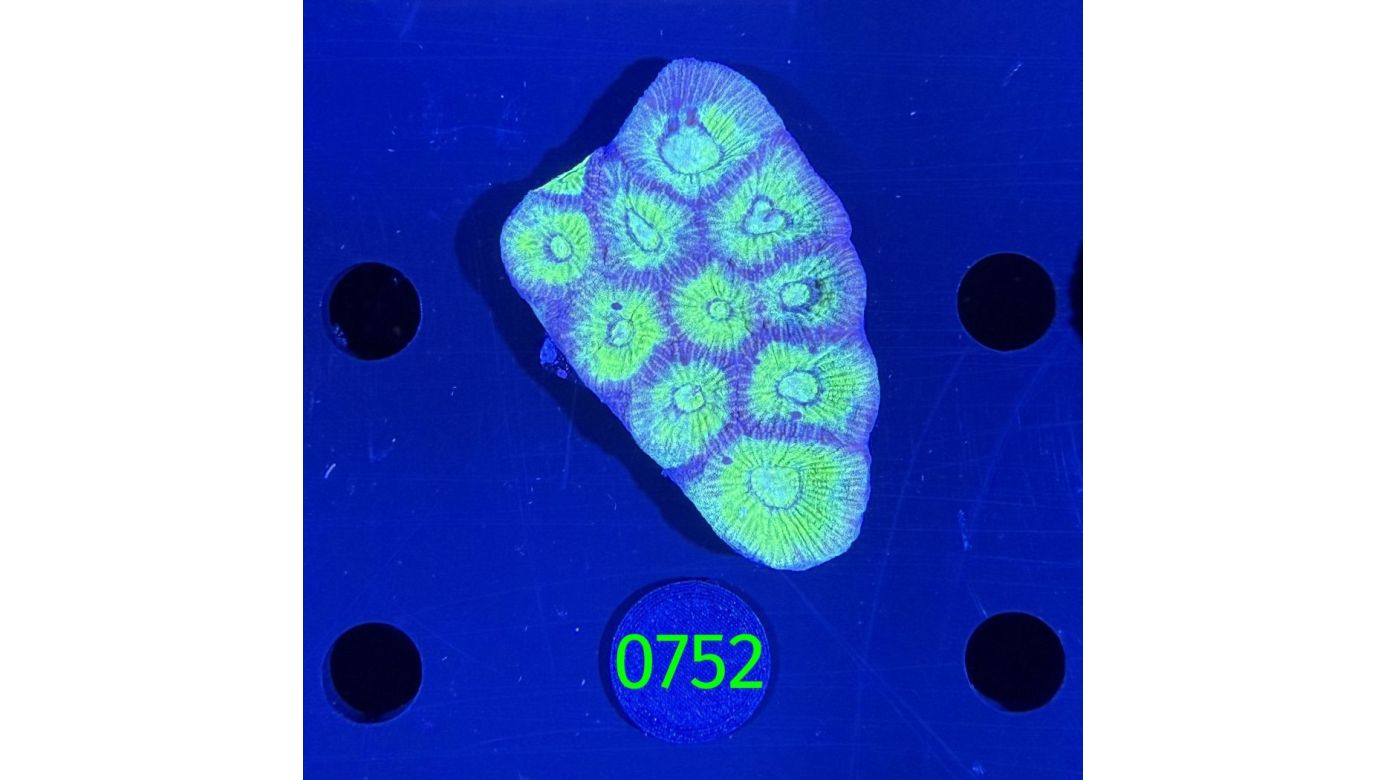 Goniastrea sp. WYSIWYG 0752