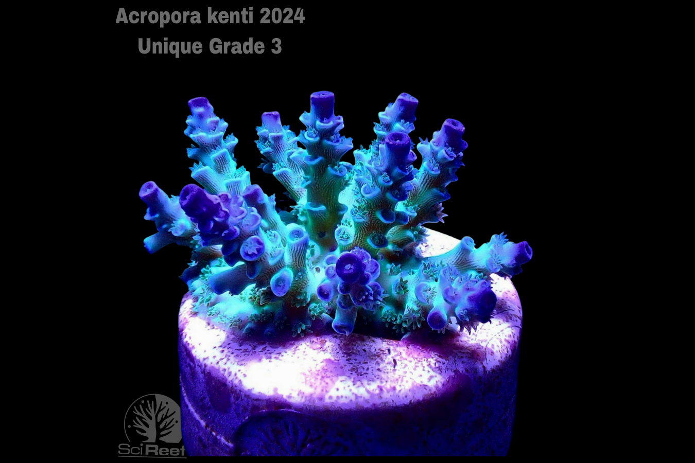 SciReef Acropora kenti Unique Grade 3 0300