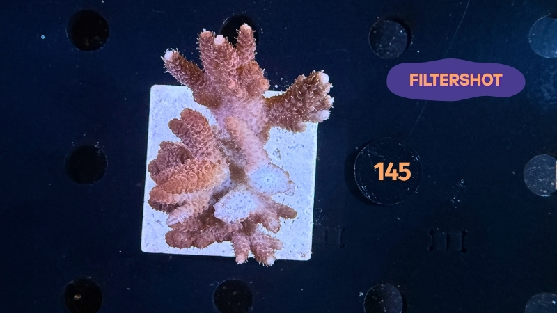 Acropora hyacinthus WYSIWYG 0145