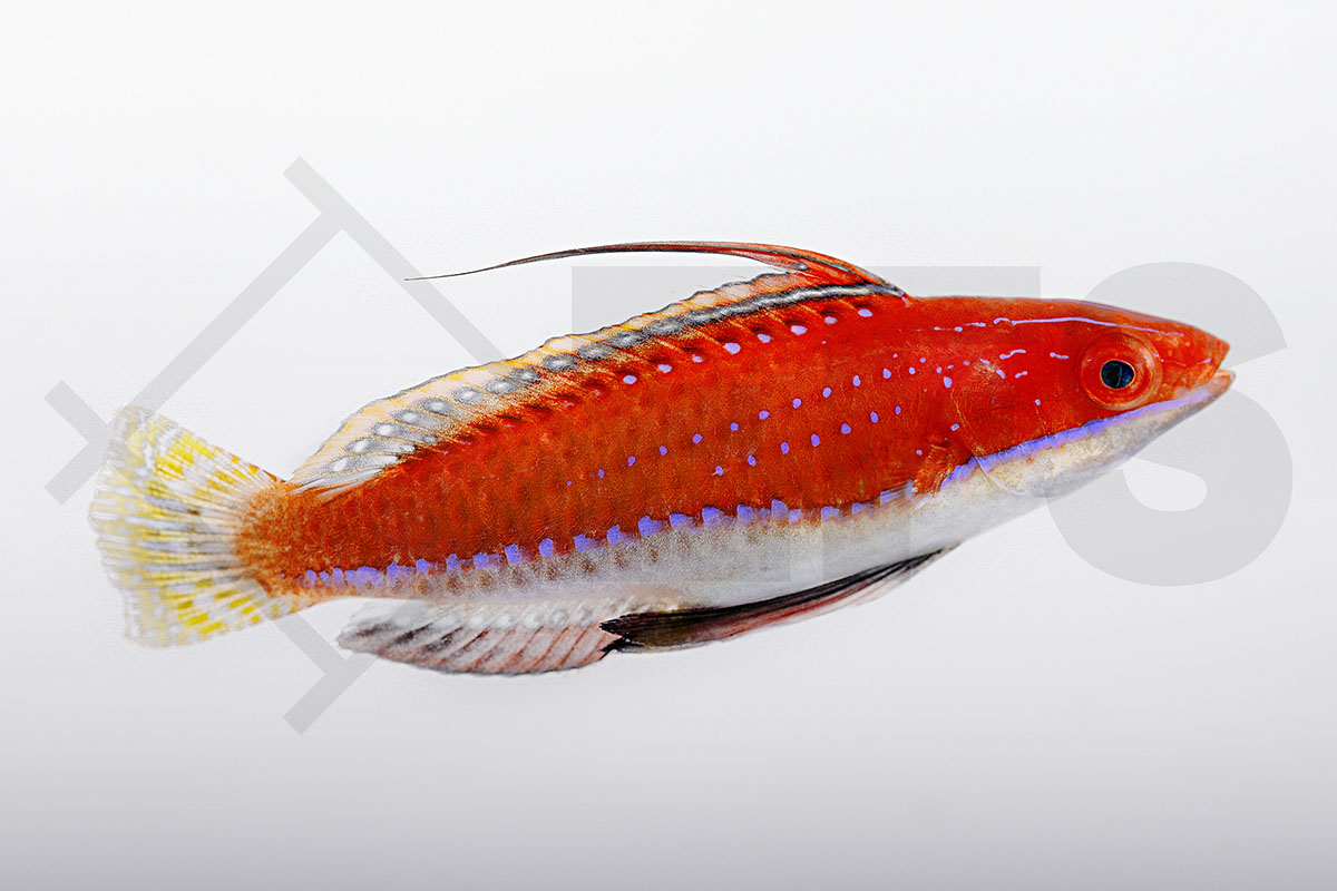 Cirrhilabrus rubriventralis - Geselliger Zwerglippfisch