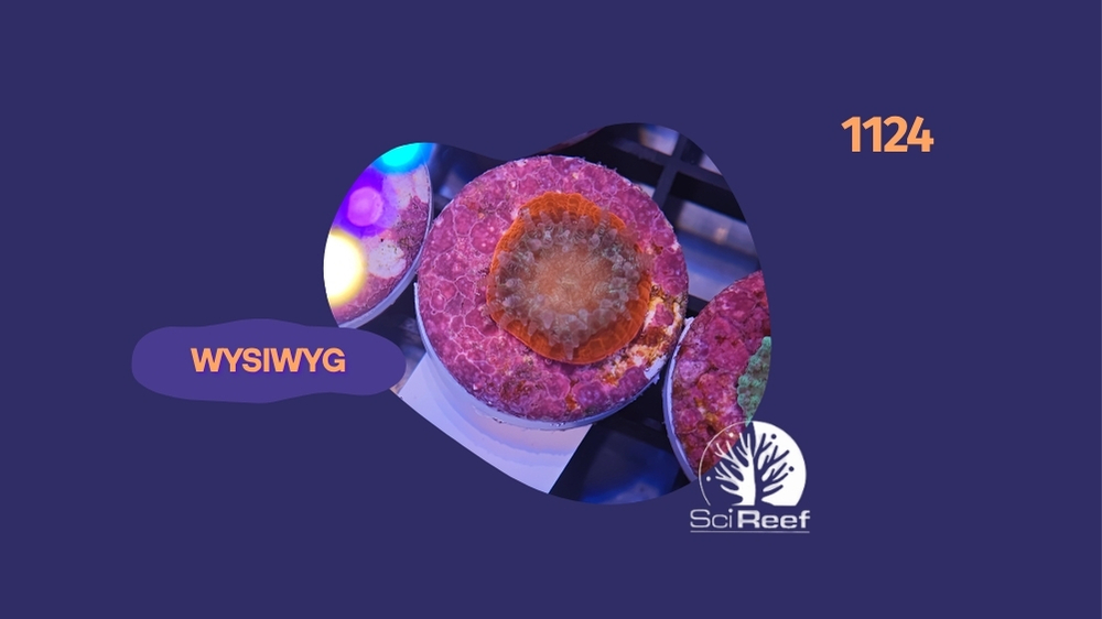 SciReef Trachyphyllia geoffroyi Grade 2 1124