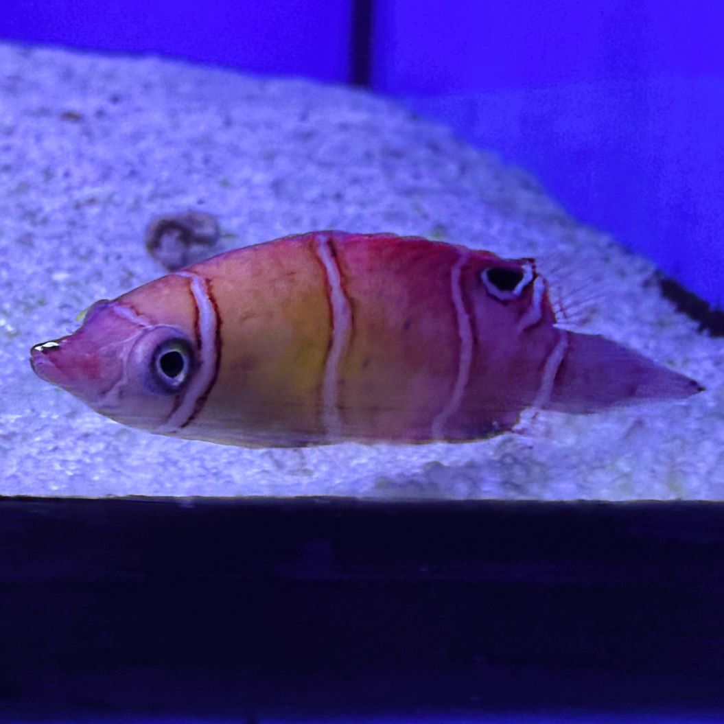 Wetmorella tanakai - Höhlenlippfisch