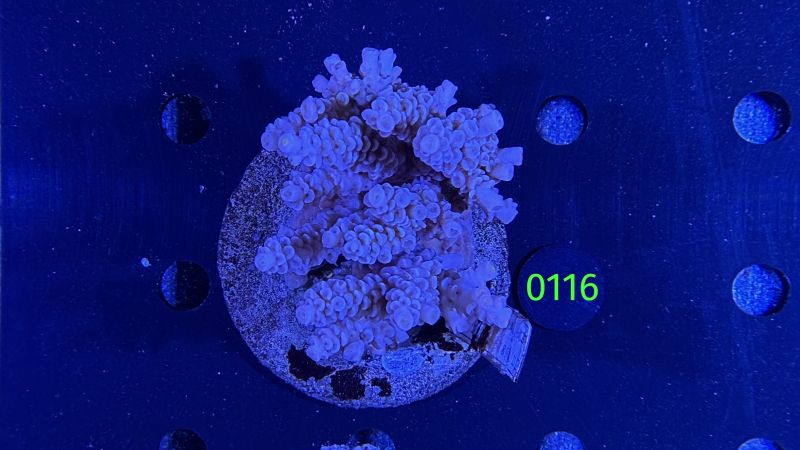 Acropora sp. WYSIWYG 0116
