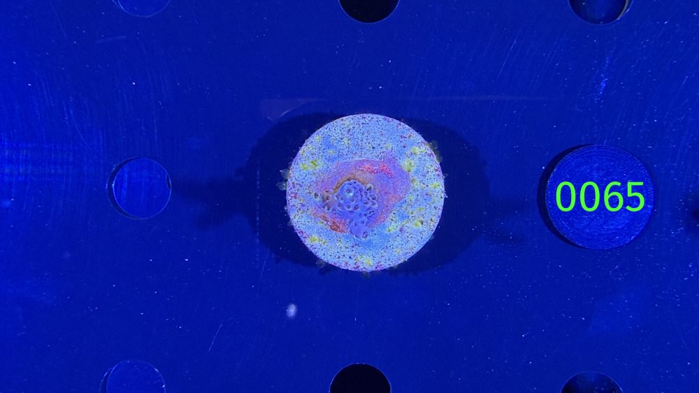 Acropora sp. - Steinkoralle "Pikachu" DNZ 0065