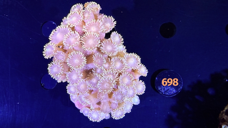 Tubinaria sp. WYSIWYG  0698