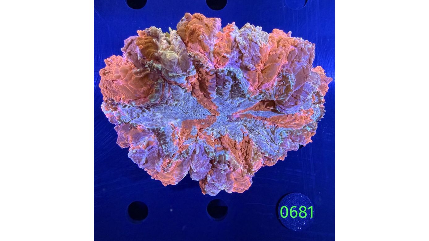 Acanthopyhllia deshayesiana WYSIWYG 0681