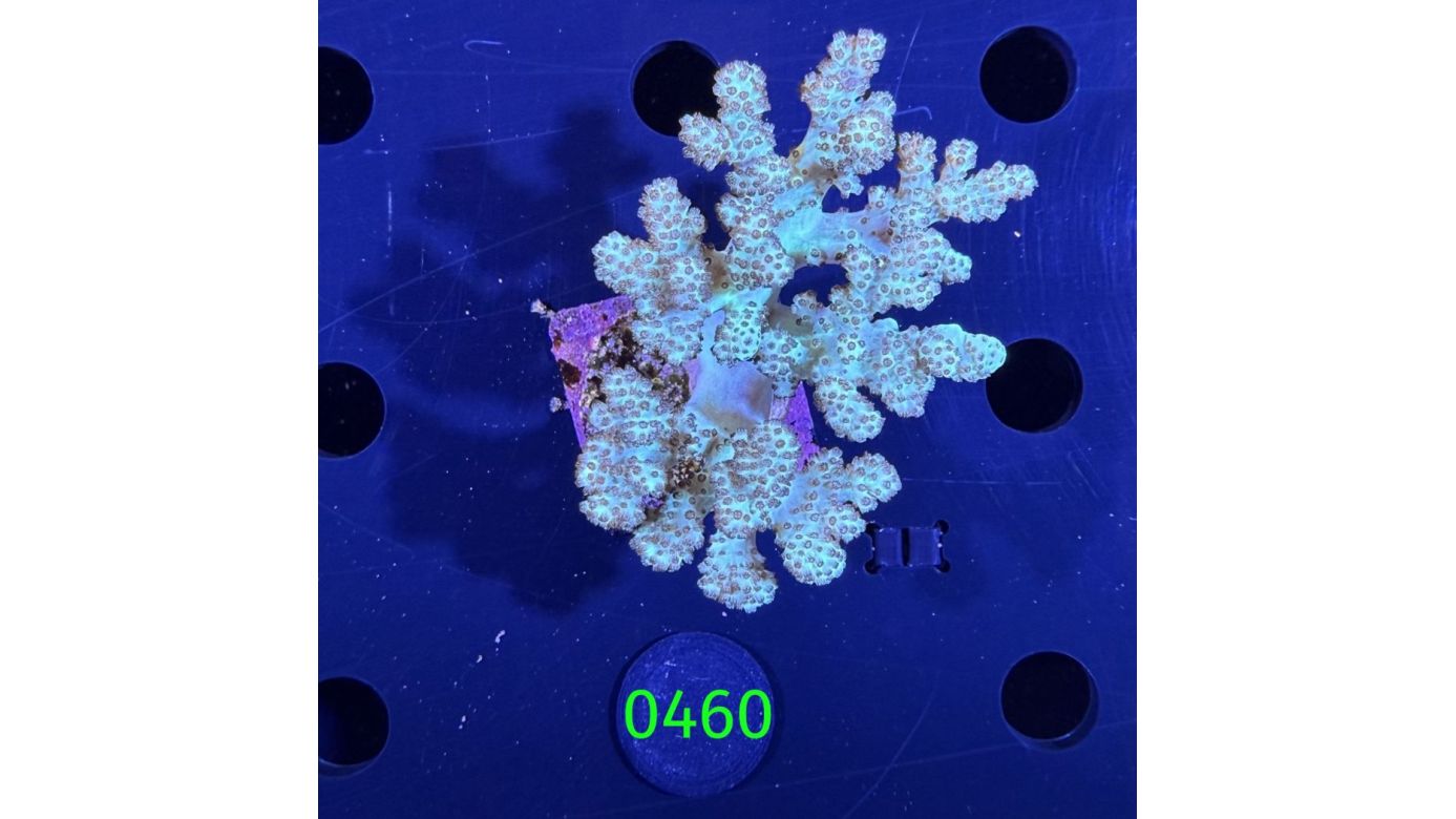 Sinularia sp. - Fingerlederkoralle mintgrün Deutsche Nachzucht 0460