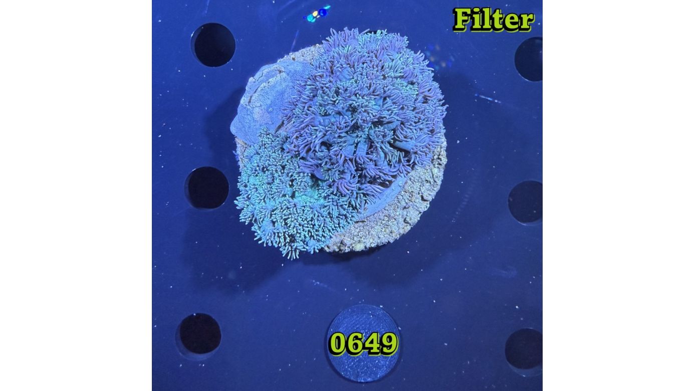 Goniopora sp. WYSIWYG 0649