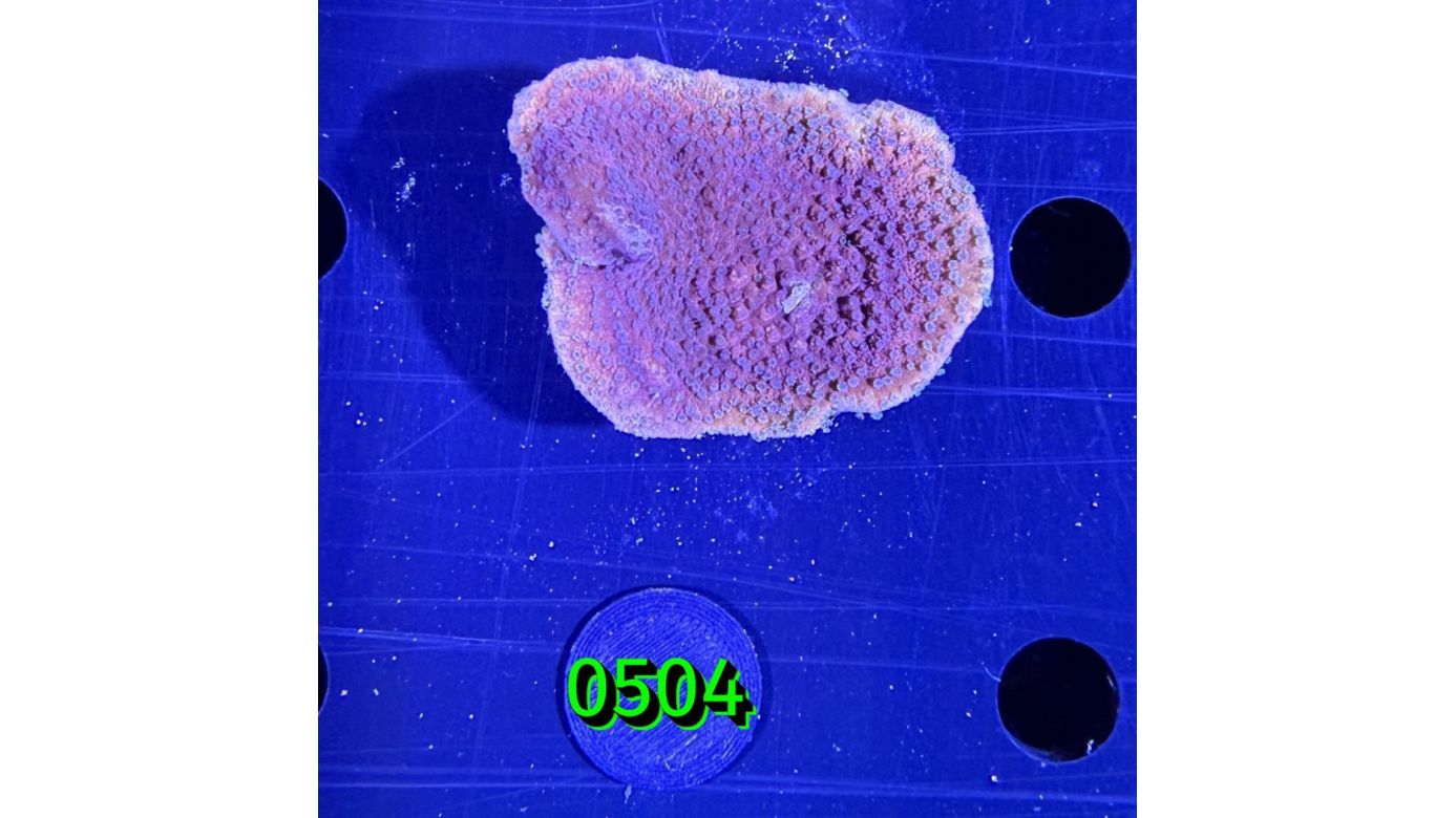 Montipora sp.- Kleinpolypige Steinkoralle "lila" Deutsche Nachzucht 0504