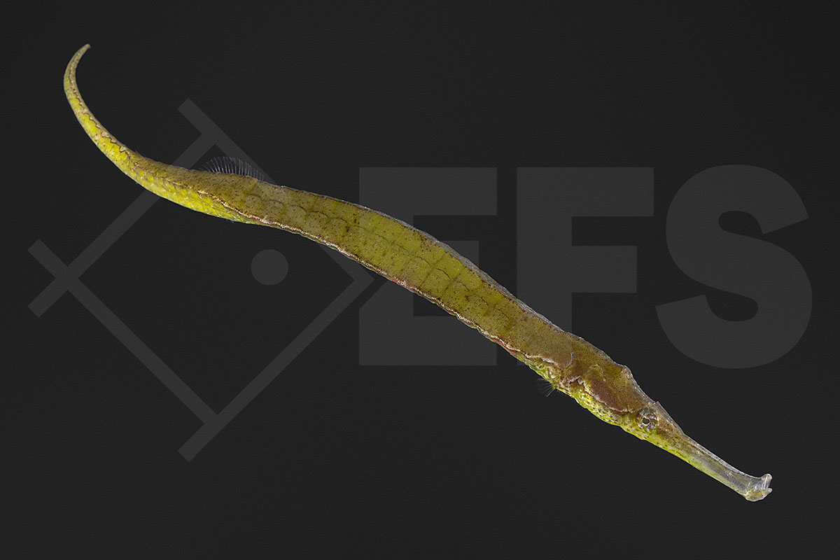 Syngnathoides biaculeatus - Dreieckige Seenadel