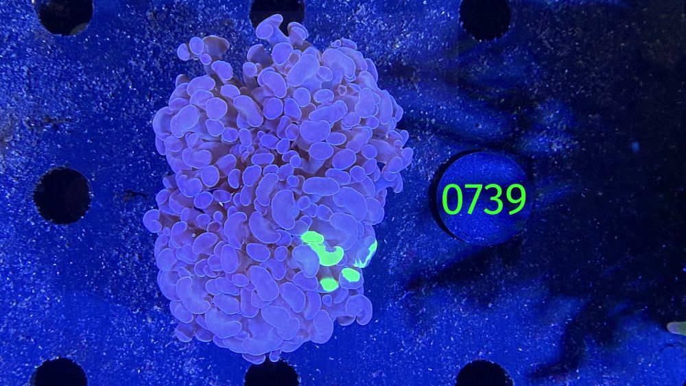 Euphyllia paraancora WYSIWYG 0739