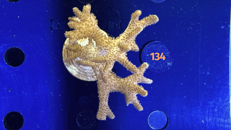 Seriatopora sp. WYSIWYG 0134