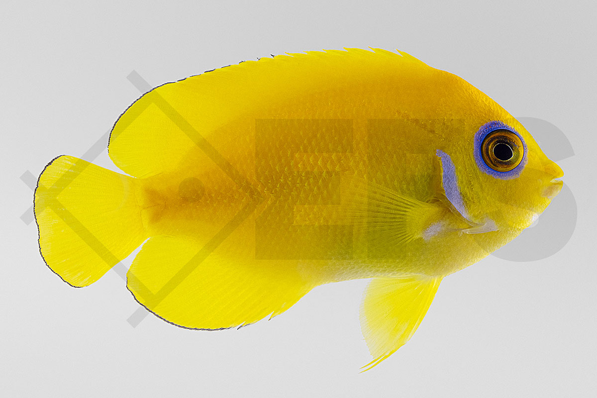 Centropyge flavissima - Zitronen-Zwergkaiserfisch