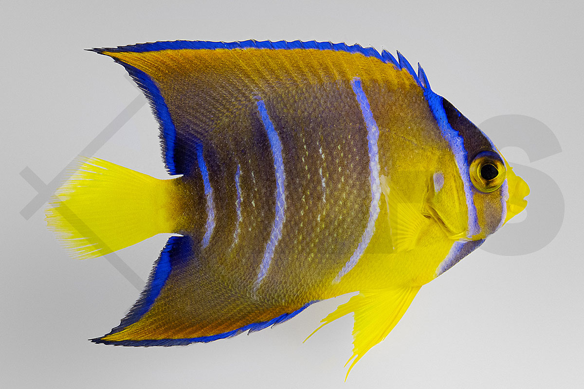 Holacanthus Ciliaris - Diadem-Prachtkaiserfisch