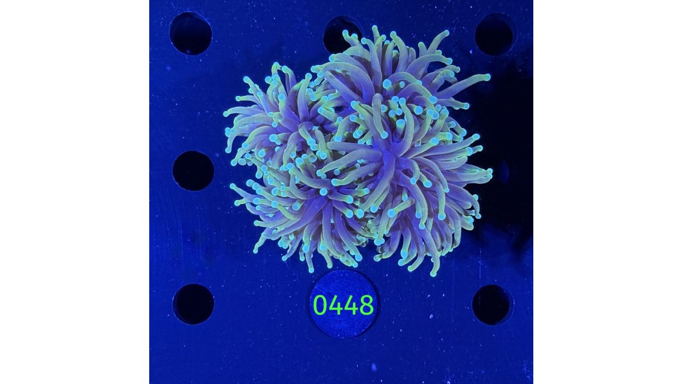 Euphyllia glabrescens - Fackelkoralle Torch 0448