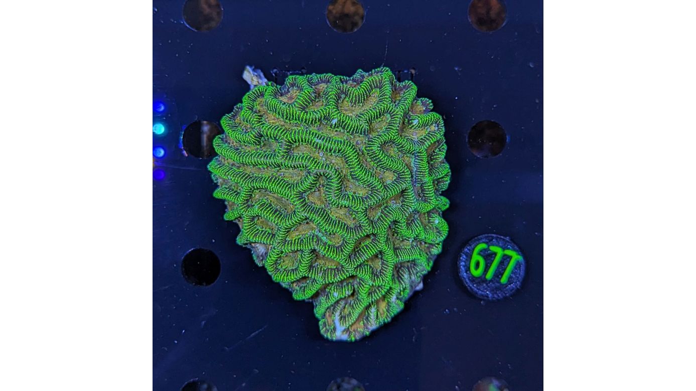 Platygyra WYSIWYG 0677