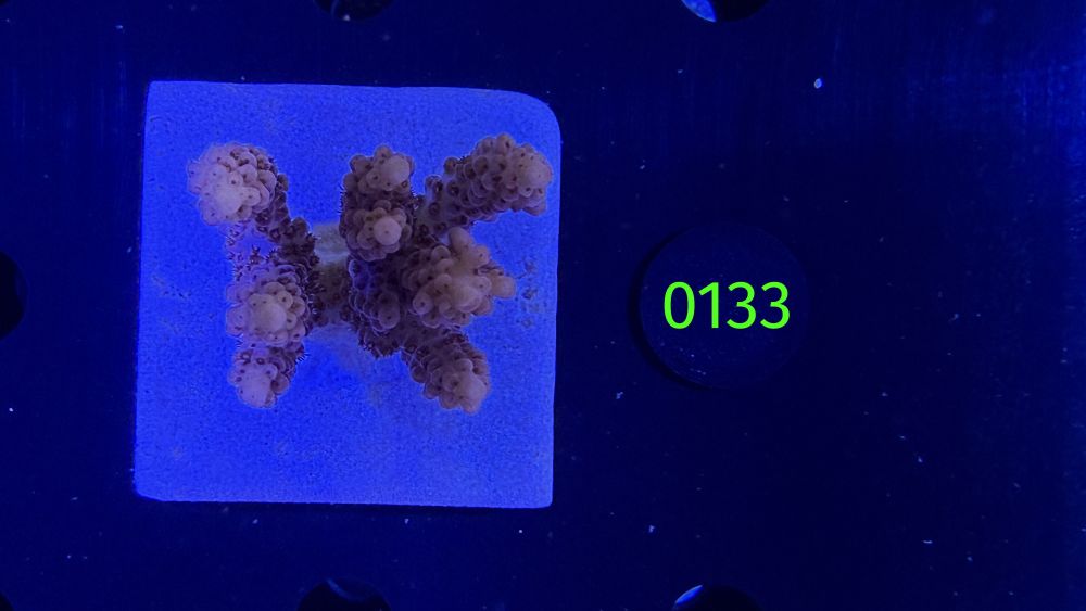 Acropora sp. WYSIWYG 0133