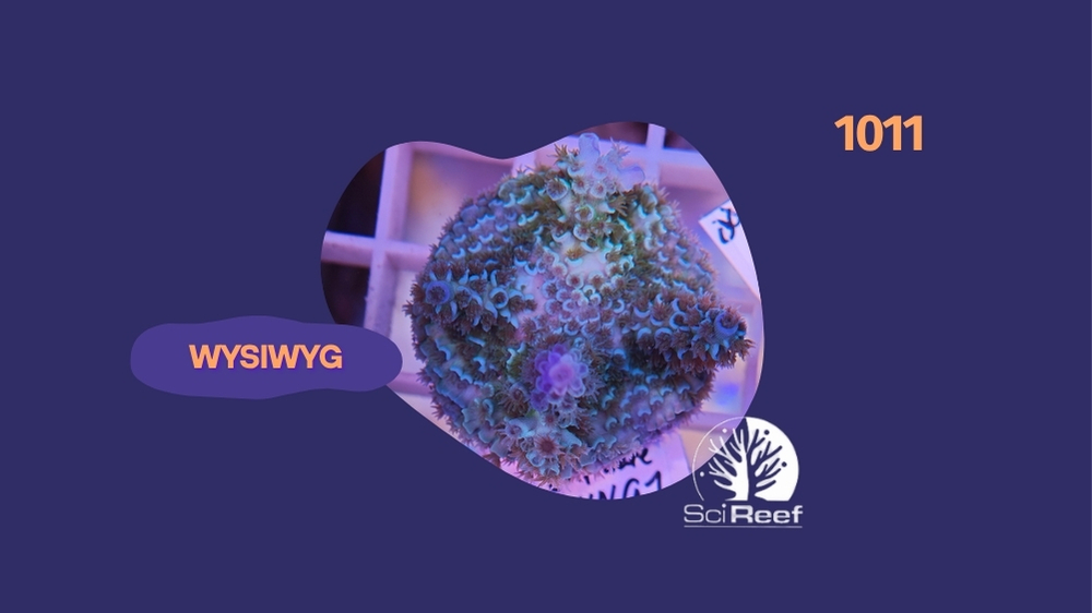 SciReef Acropora kenti TWIN Chimera Grade 1 0284 1011