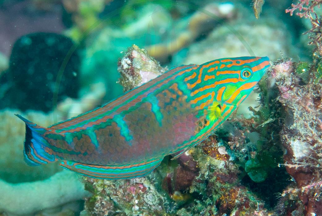 Halichoeres melanurus - Regenbogenlippfisch