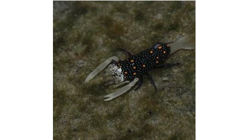 Gnathophyllum panamense - Gepunktete Harlekingarnele