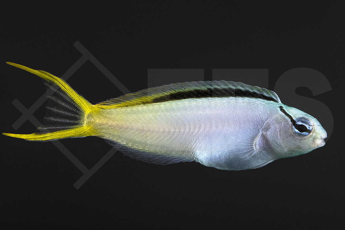 Meiacanthus atrodorsalis - Säbelzahnschleimfisch