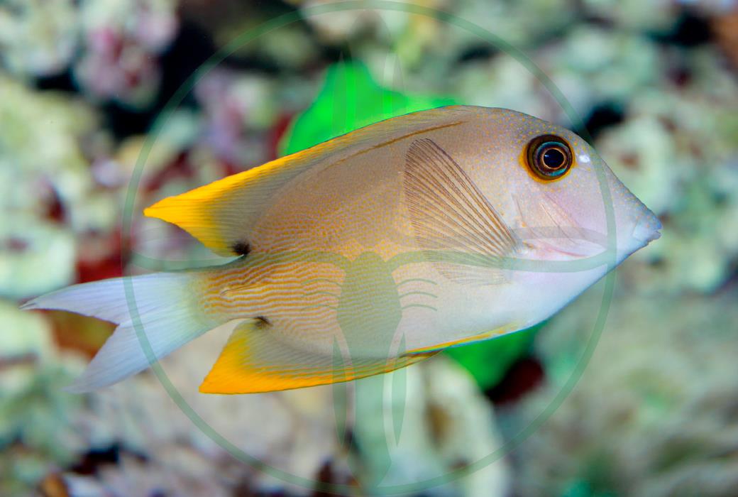 Ctenochaetus tominiensis - Tominis Borstenzahn Doktorfisch